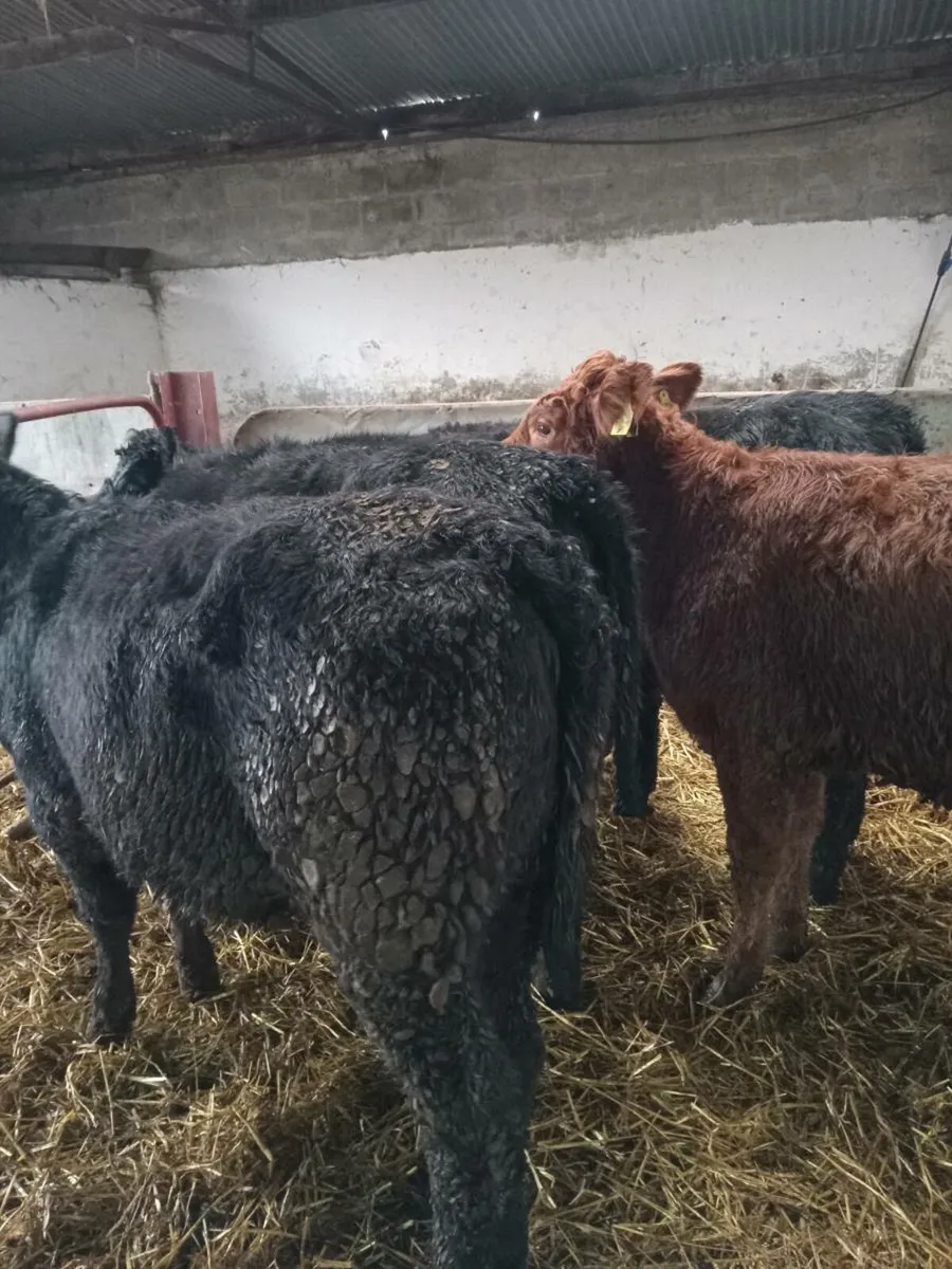 5 smashing 250kg continental heifer weanlings - Image 1