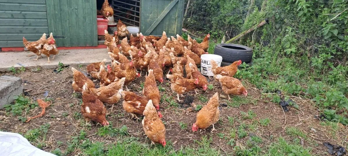 Brown hens for sale