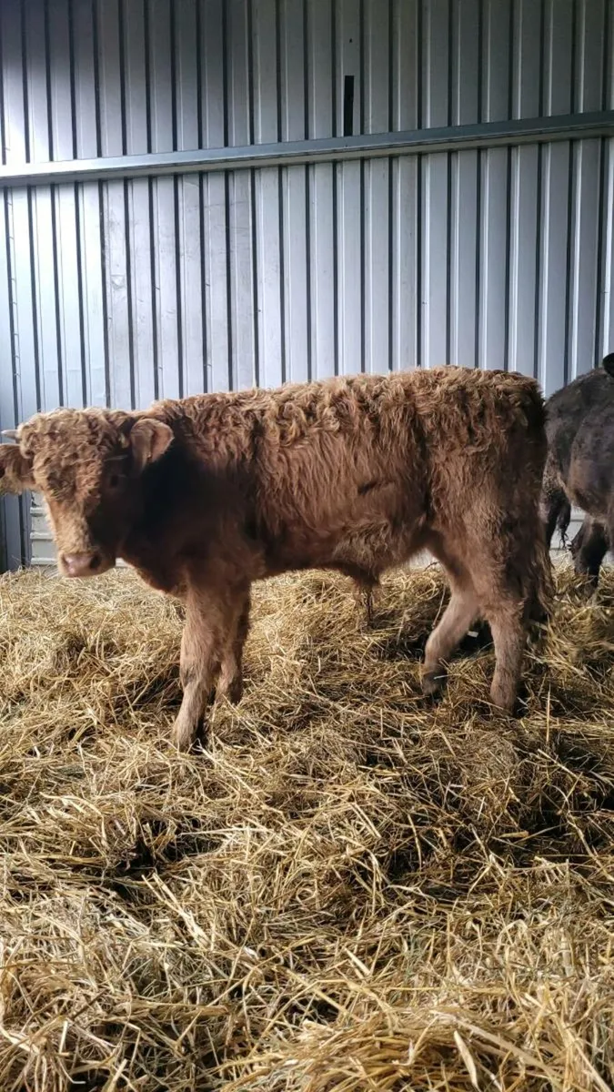 Suckler bred bulls - Image 1