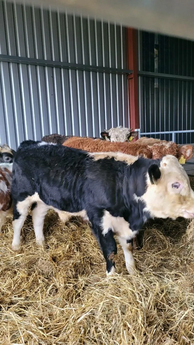 Suckler bred bulls - Image 3