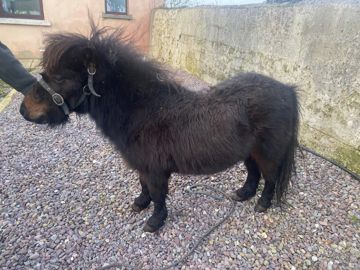Shetland pony - Image 1