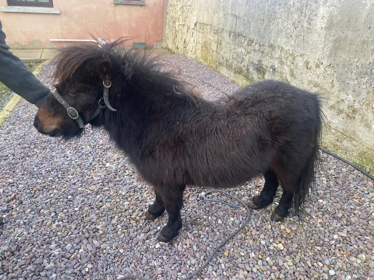 Shetland pony - Image 2