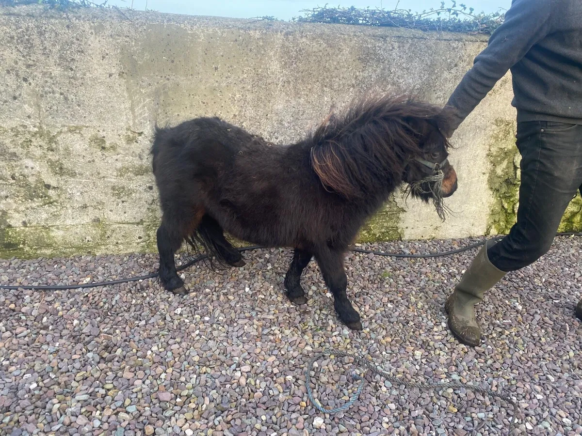 Shetland pony - Image 3