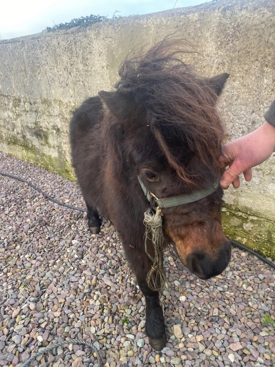 Shetland pony - Image 4