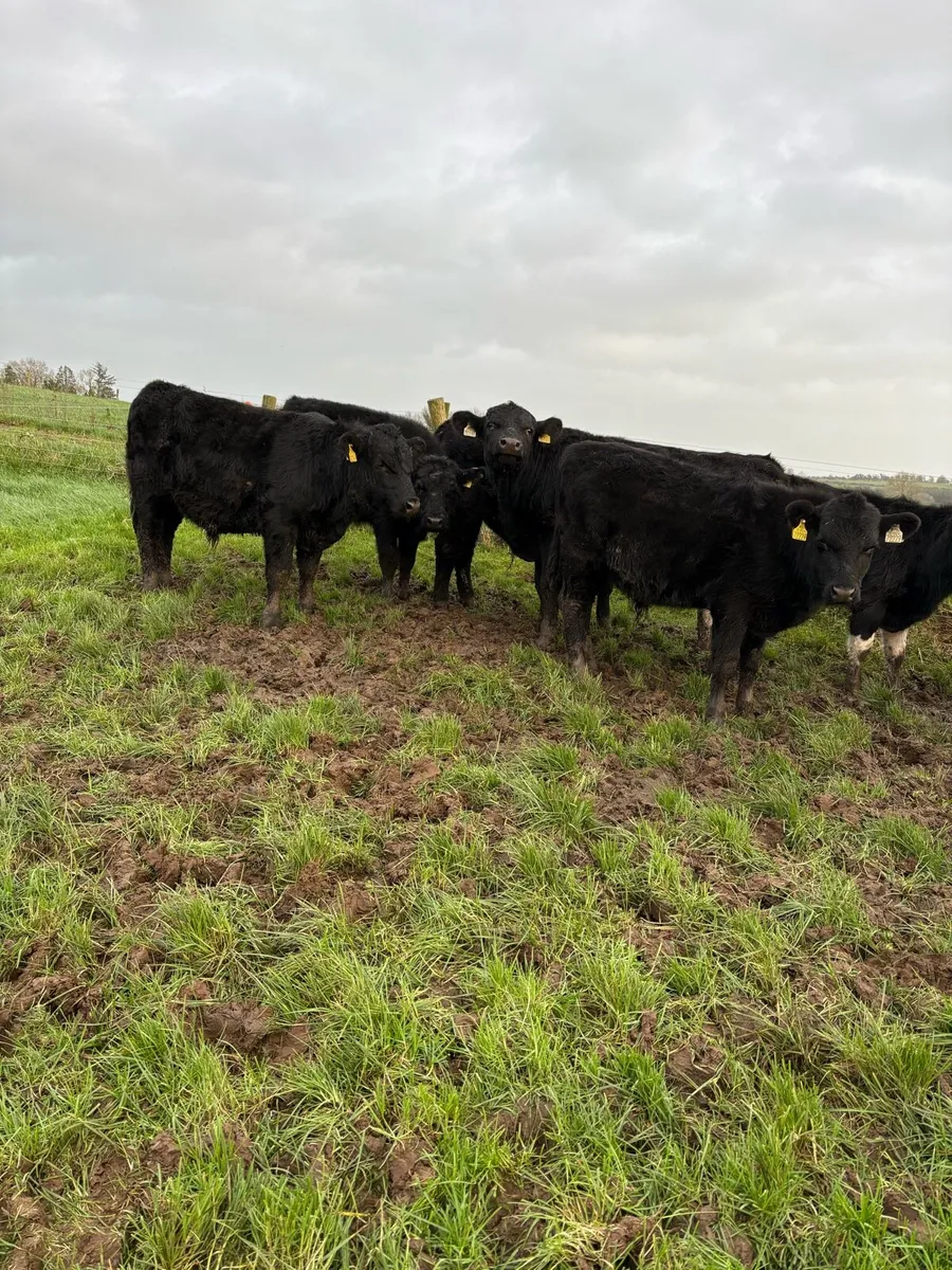 12 super bull weanling - Image 1