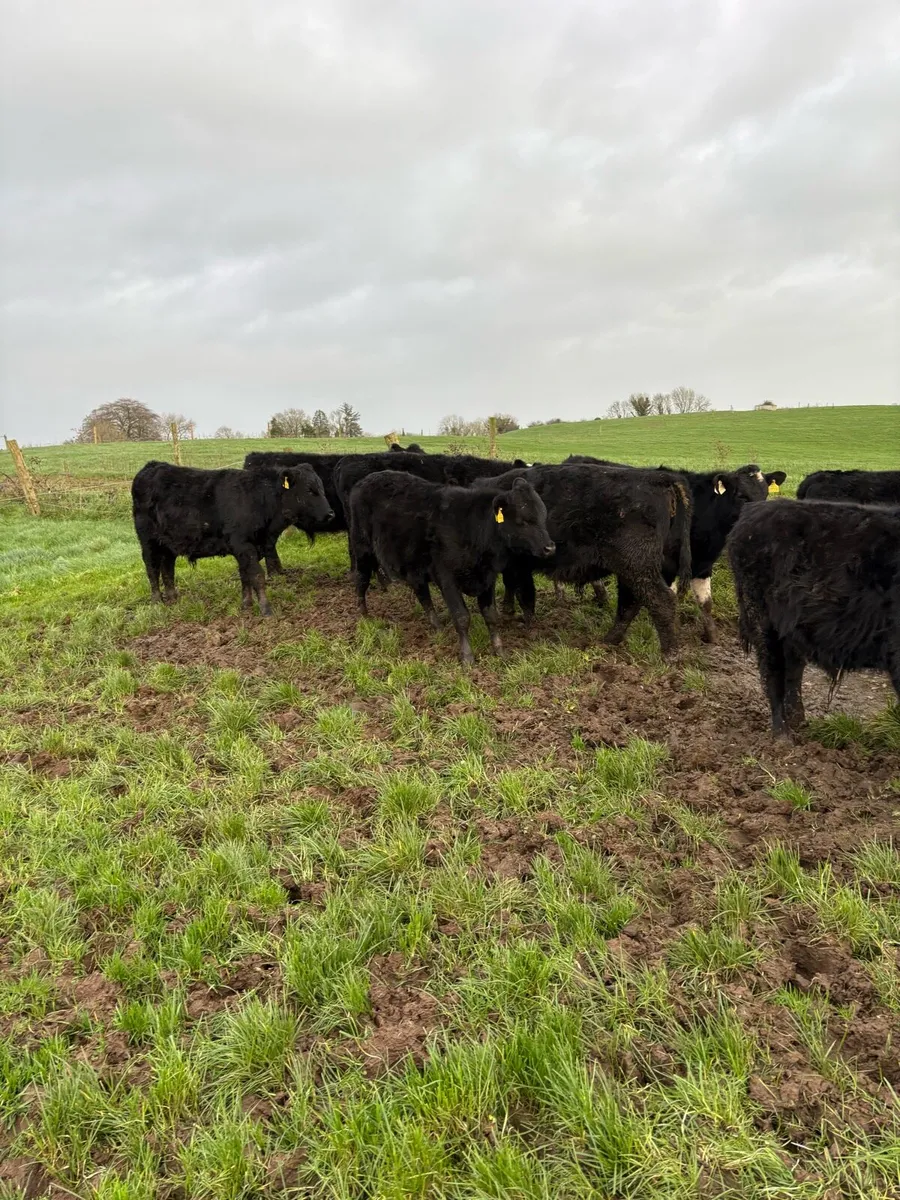 12 super bull weanling - Image 2