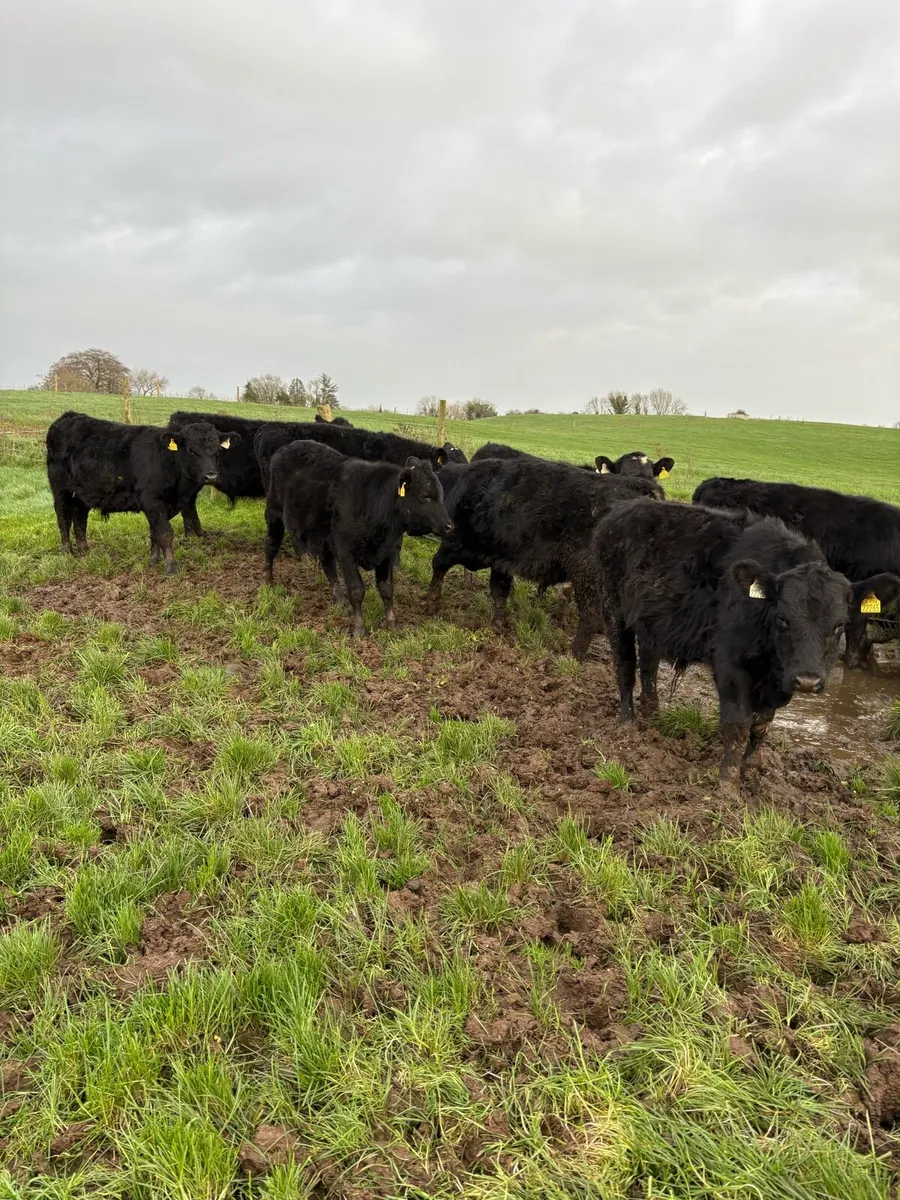 12 super bull weanling - Image 3