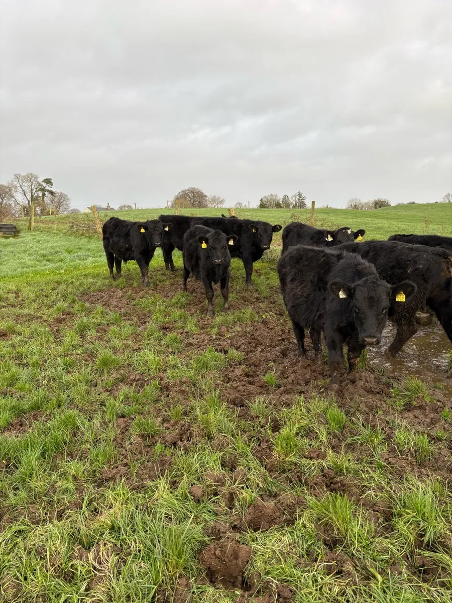 12 super bull weanling - Image 4