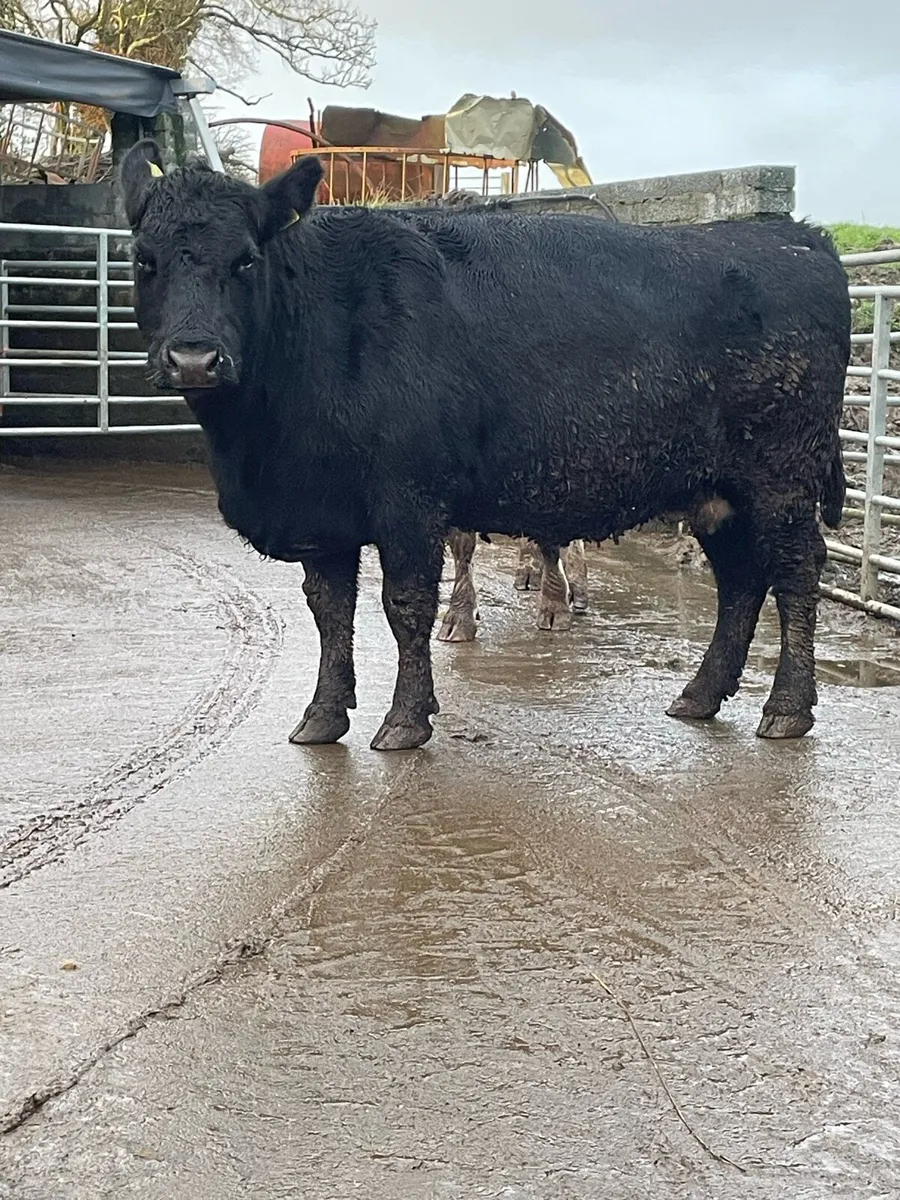 Black cow Incalf to ai Angus bull - Image 4