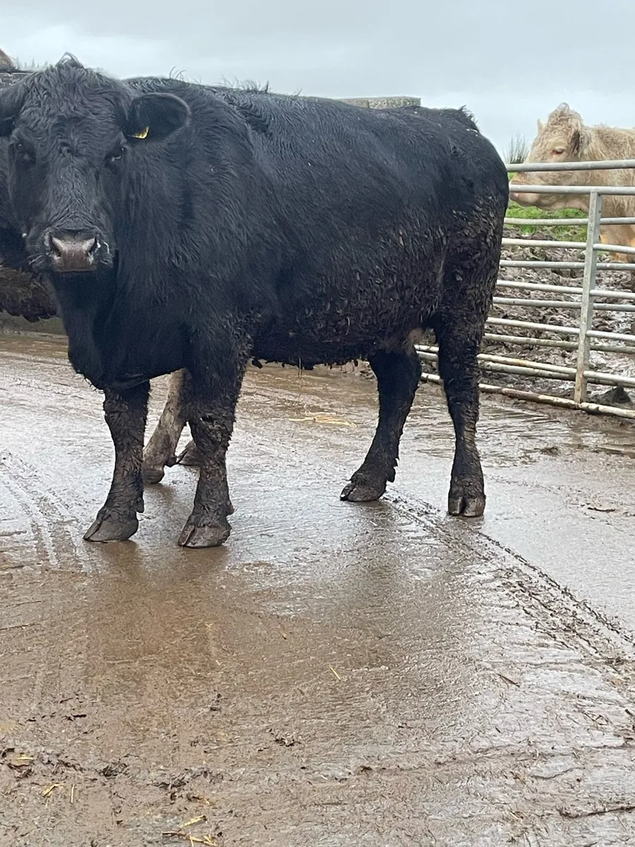 Black cow Incalf to ai Angus bull - Image 3