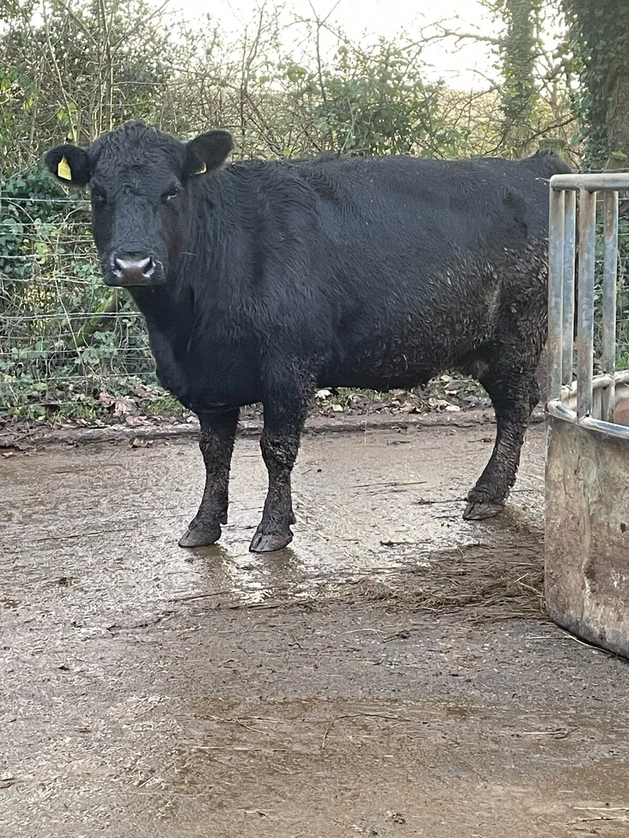 Black cow Incalf to ai Angus bull - Image 2