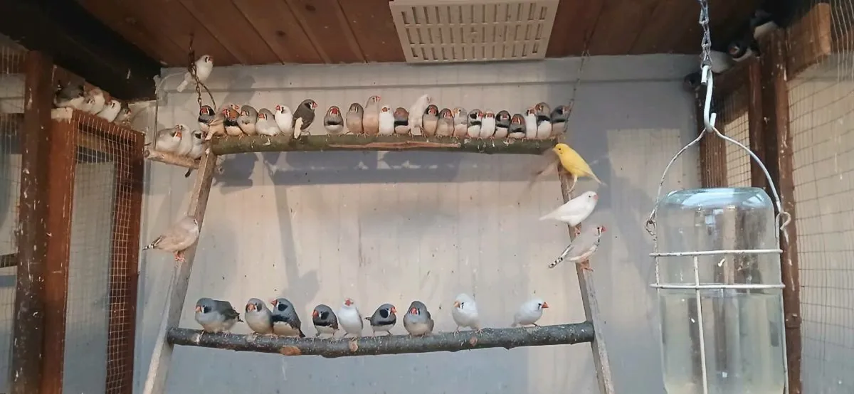 Zebra finches - Image 1