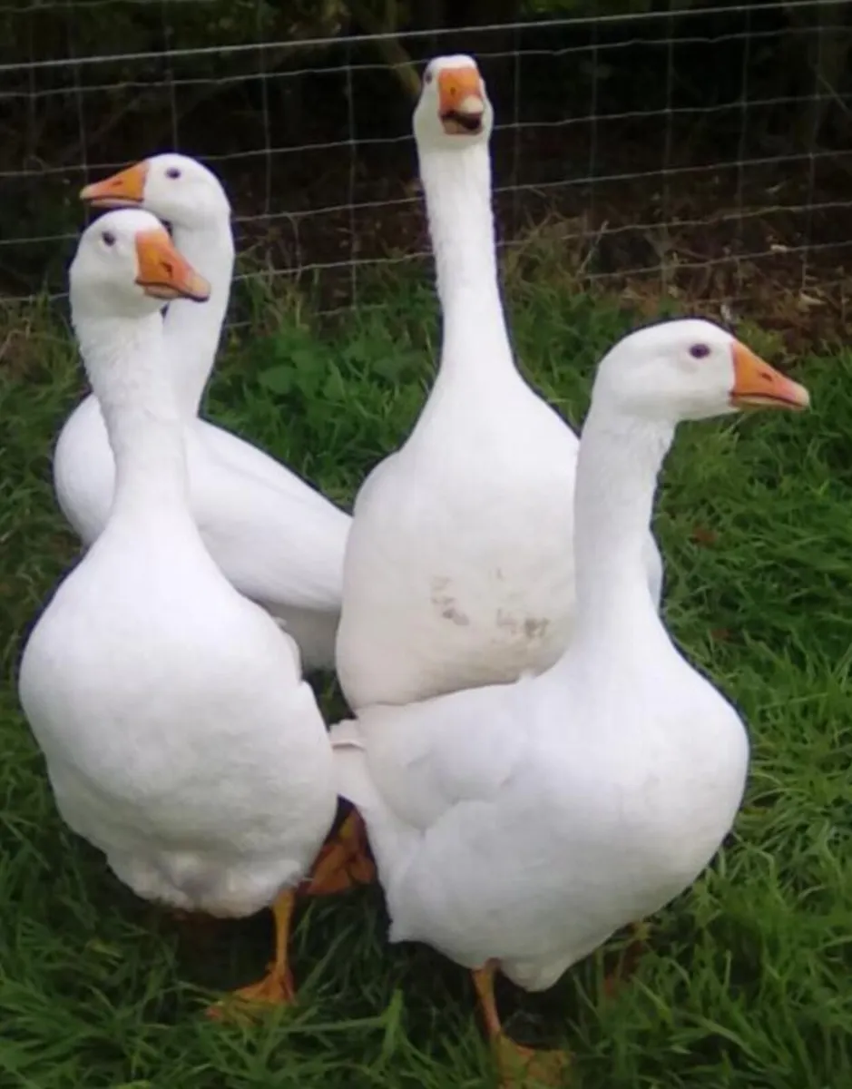 Geese - Image 2