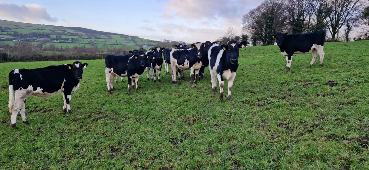 Pedigree Registered Holstein Maiden Heifers - Image 1