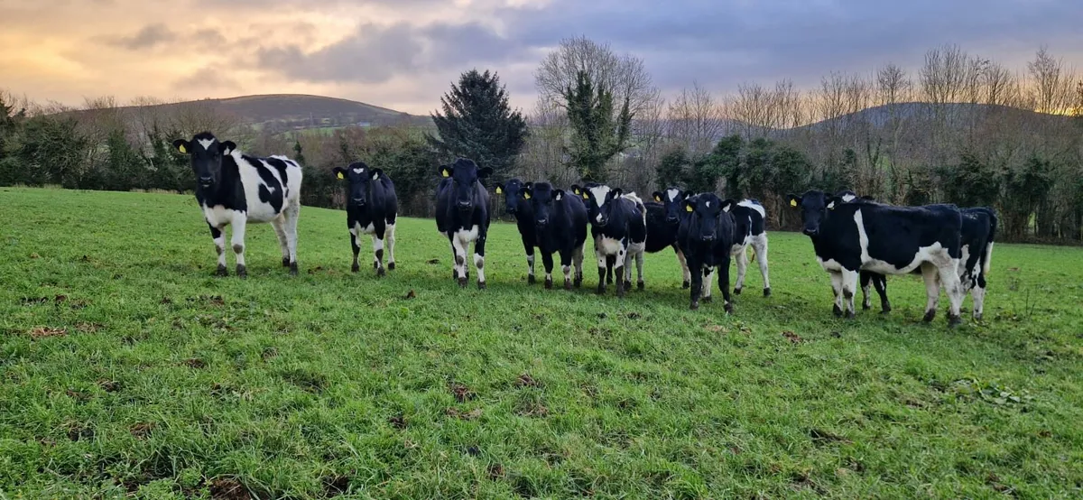 Pedigree Registered Holstein Maiden Heifers - Image 2