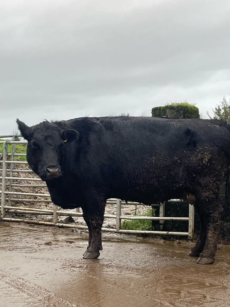 Black cow Incalf to ai Angus bull - Image 1
