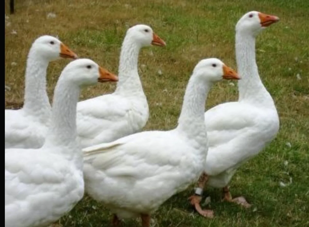 Geese - Image 1