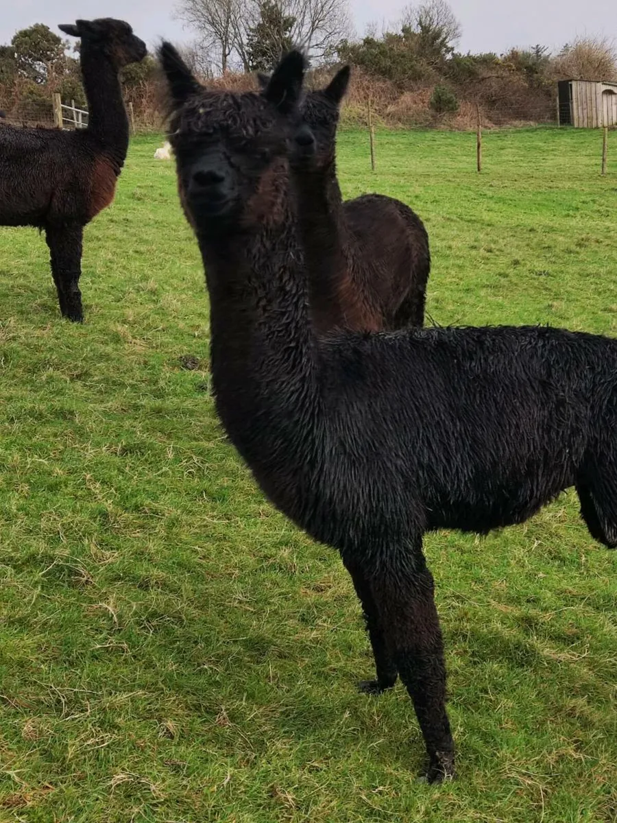 Alpacas - Image 1