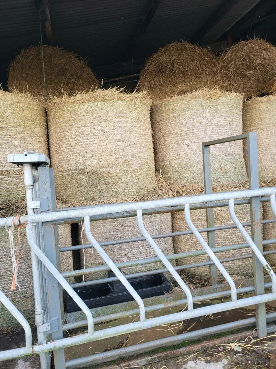 Wheating straw