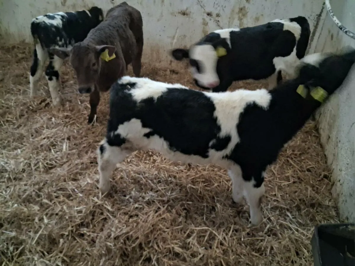Continental calves - Image 1
