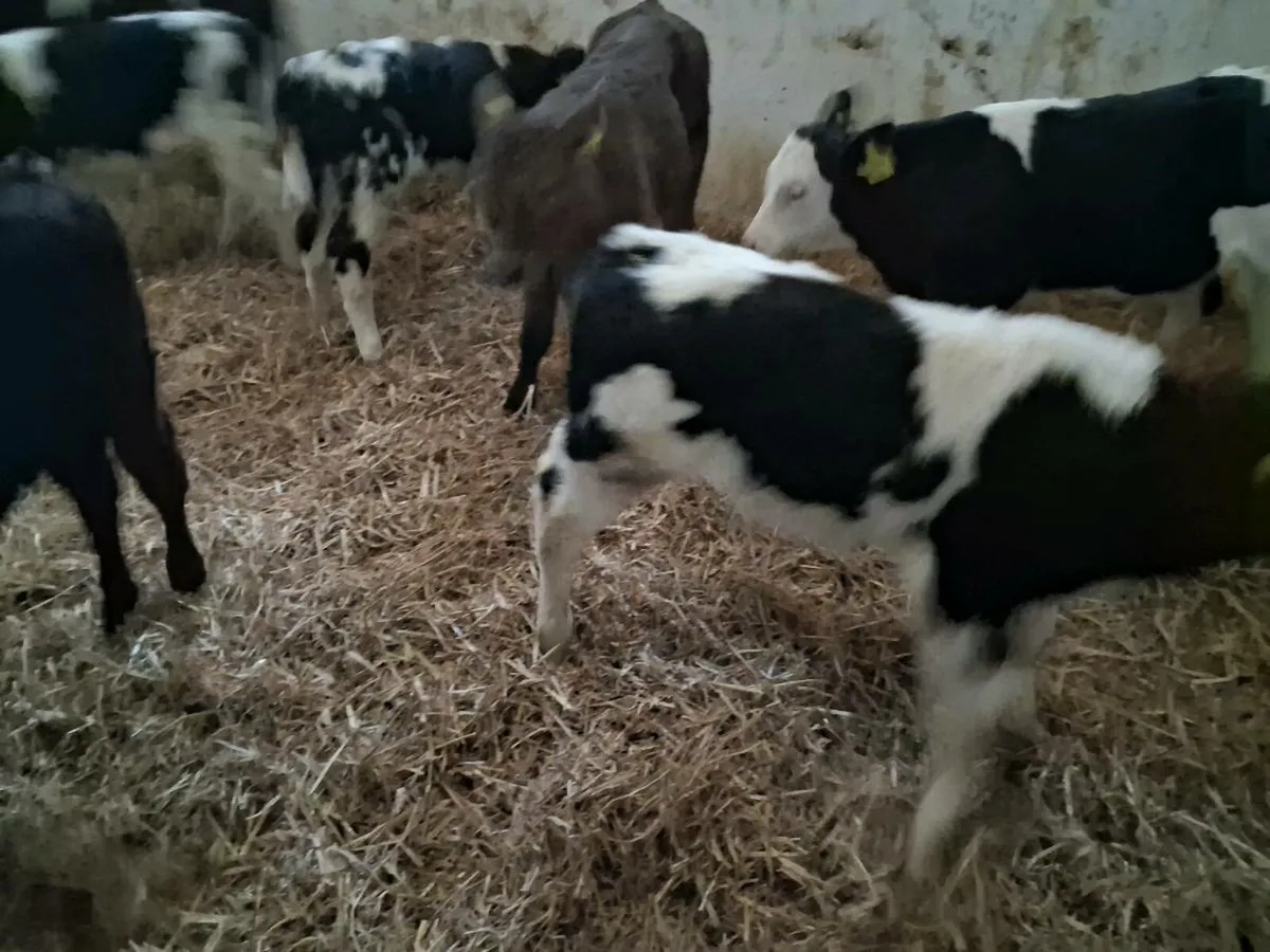 Continental calves - Image 2