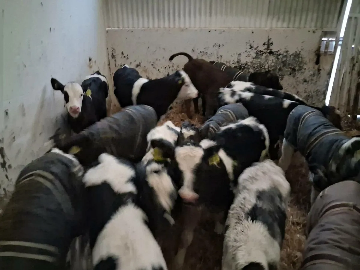 Continental calves - Image 4