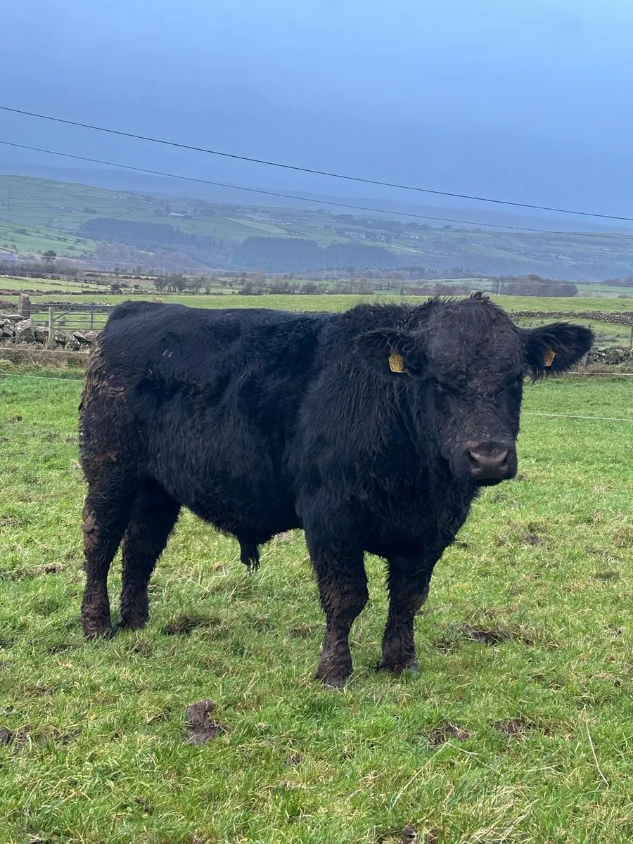 Pedigree Registered Aberdeen Angus Bulls - Image 1