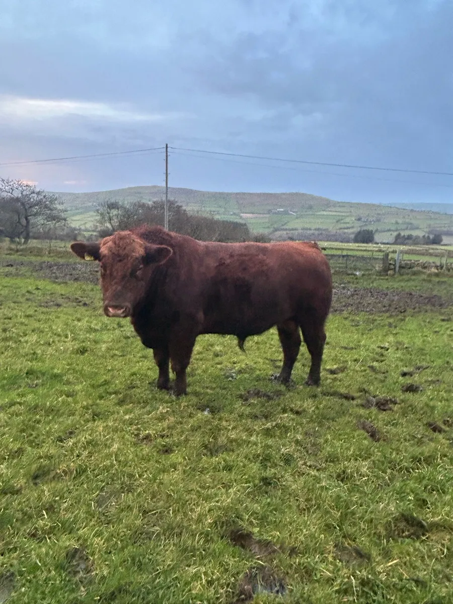 Pedigree Registered Aberdeen Angus Bulls - Image 3