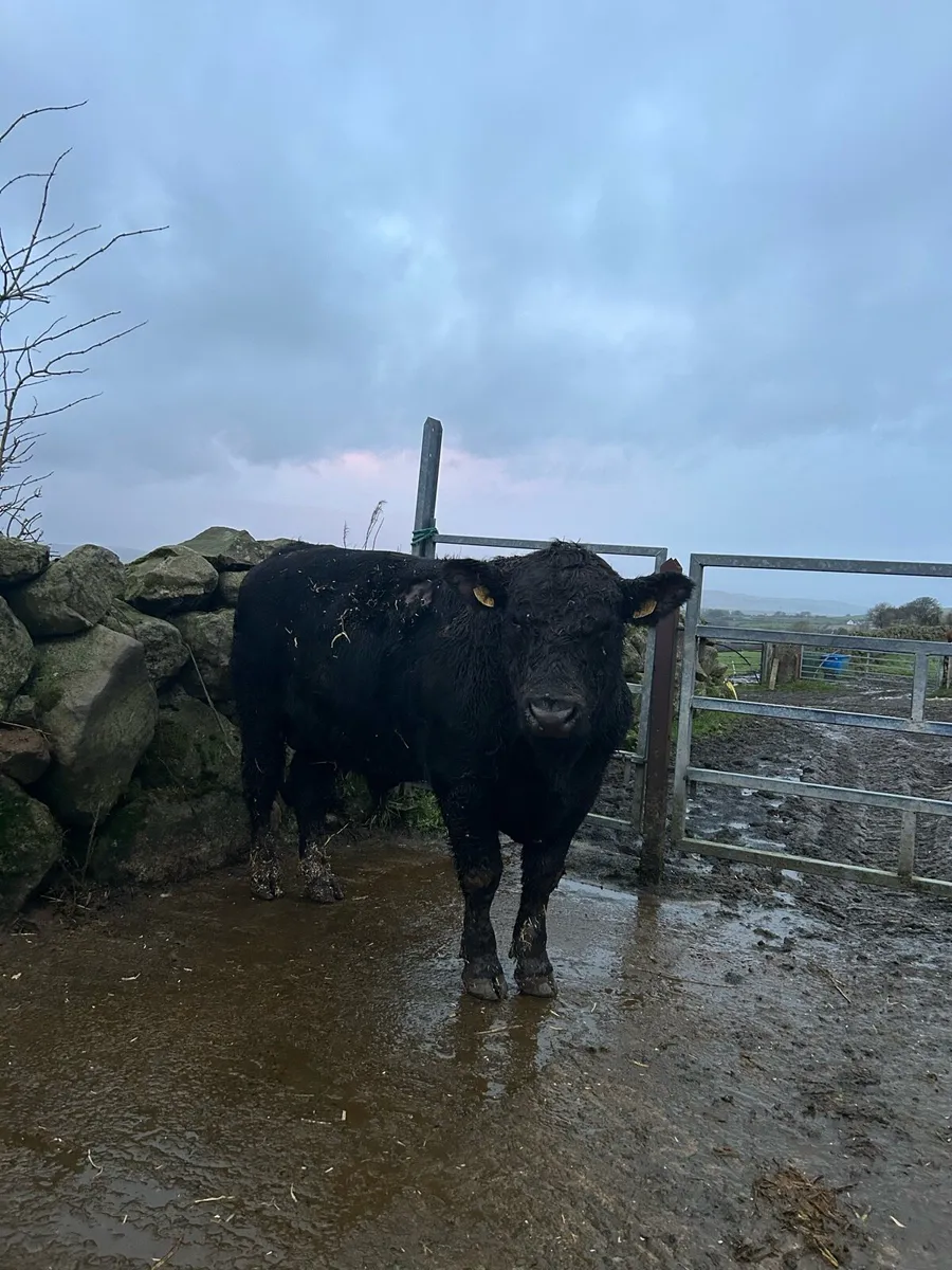 Pedigree Registered Aberdeen Angus Bulls - Image 4