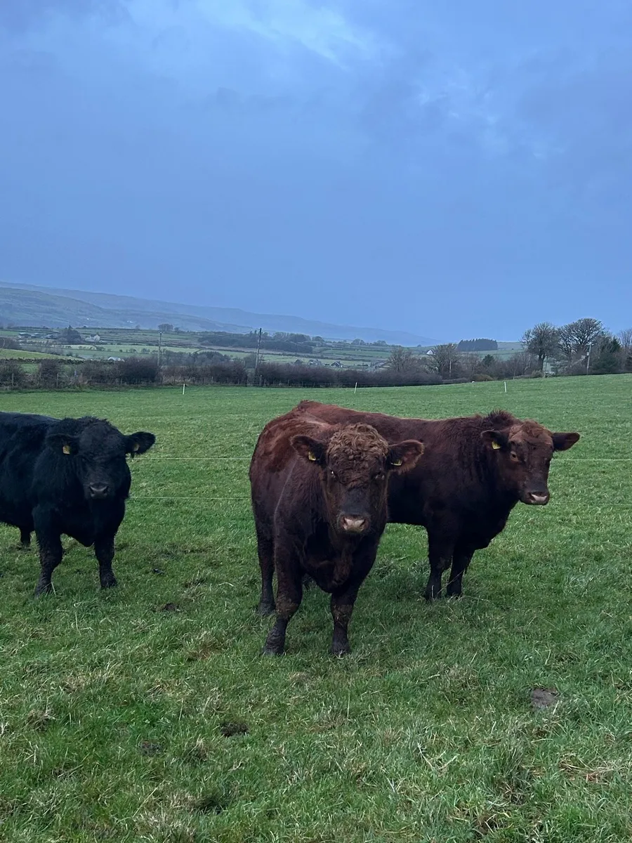 Pedigree Registered Aberdeen Angus Bulls - Image 2