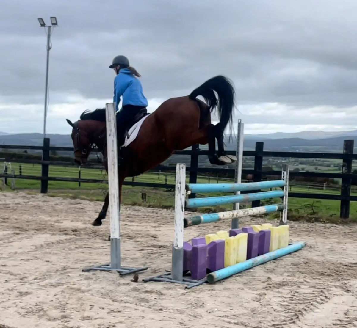 4yo TIH - Event/Allrounder Prospect - Image 3