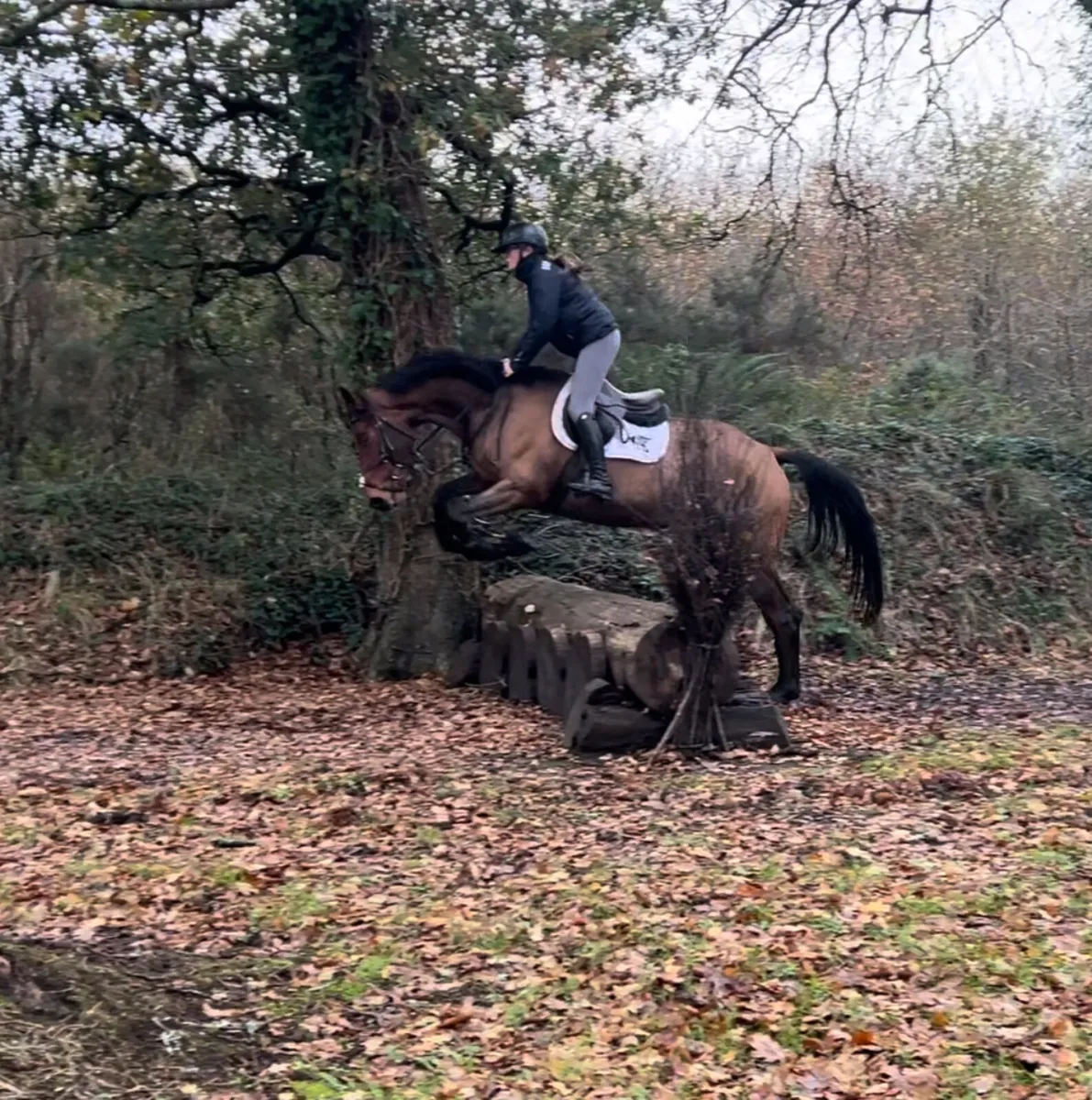 4yo TIH - Event/Allrounder Prospect - Image 4