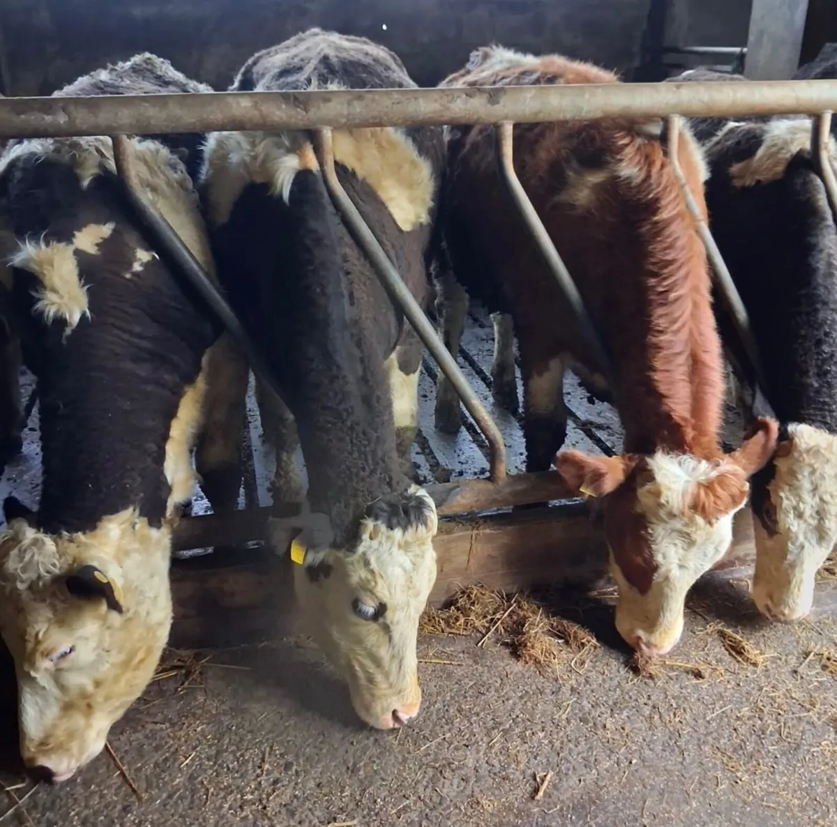 In-calf Heifers - Image 1