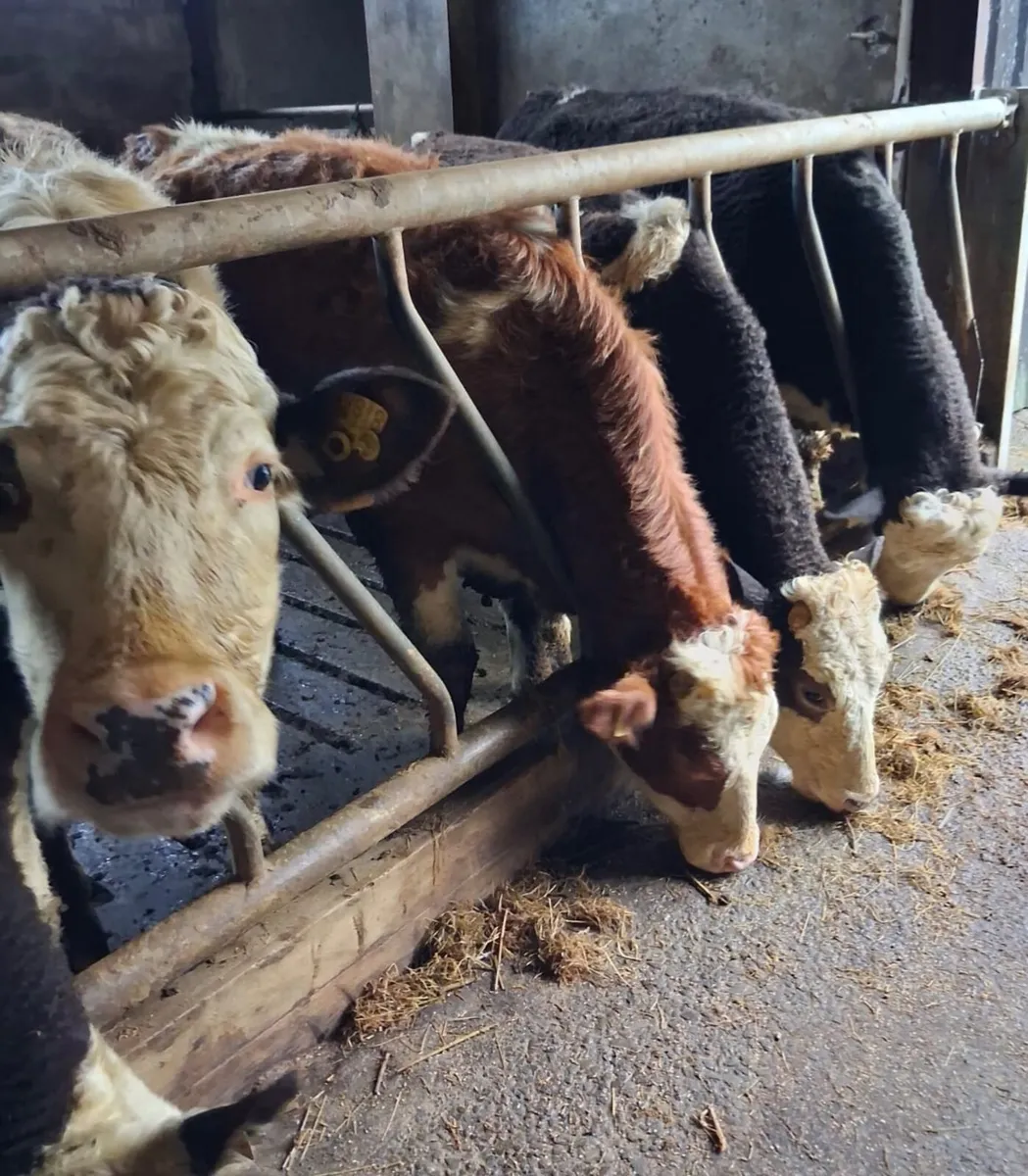 In-calf Heifers - Image 2