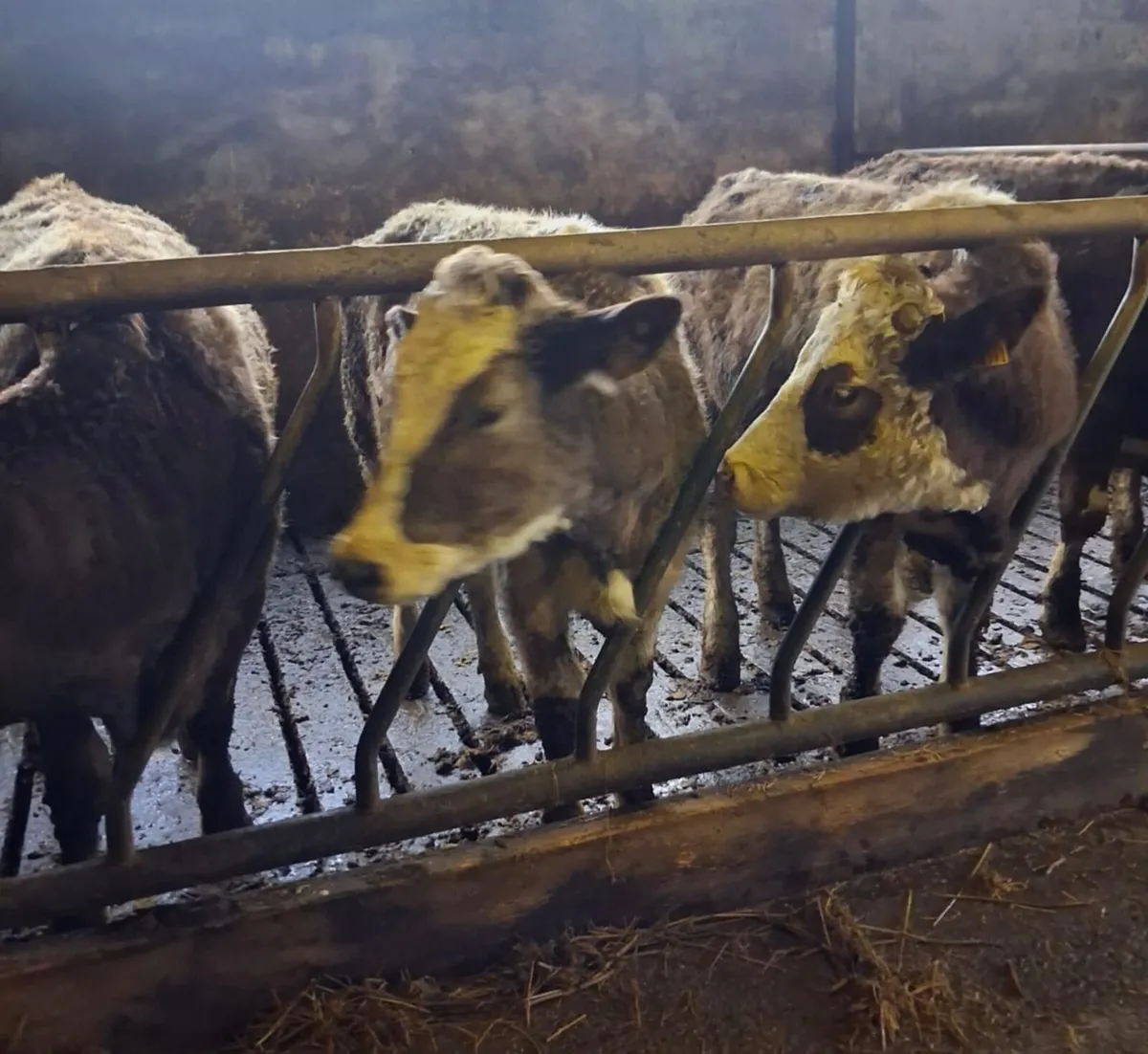 In-calf Heifers - Image 3