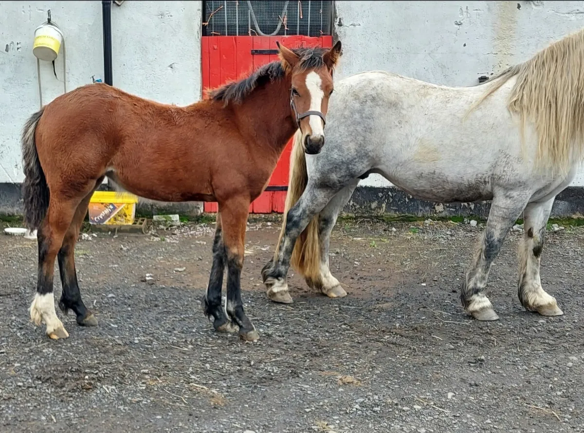 Beautiful filly foal