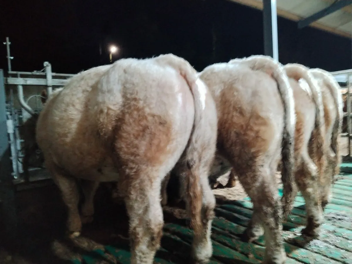 PB CHAROLAIS BULLS - Image 2