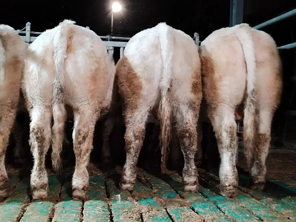 PB CHAROLAIS BULLS - Image 3