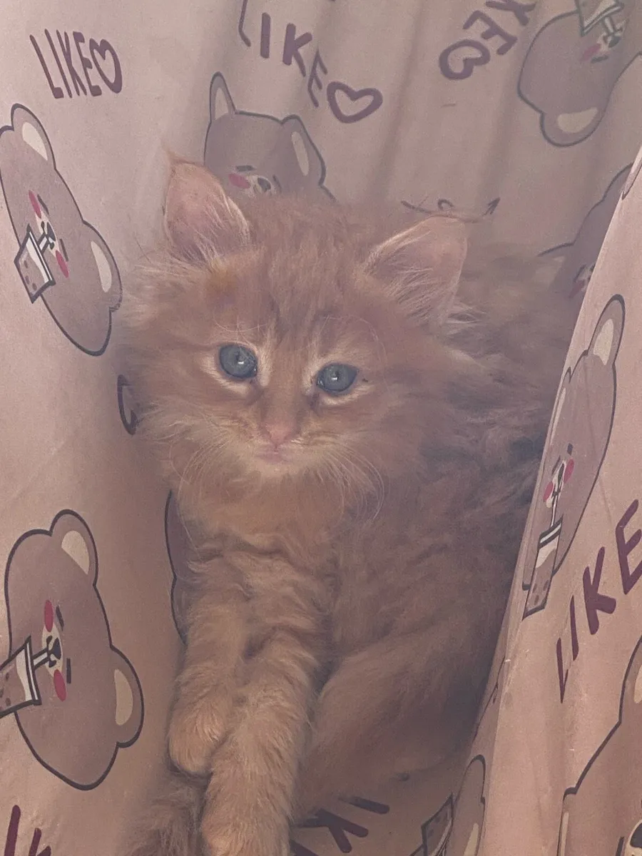 Maine coon kittens - Image 1