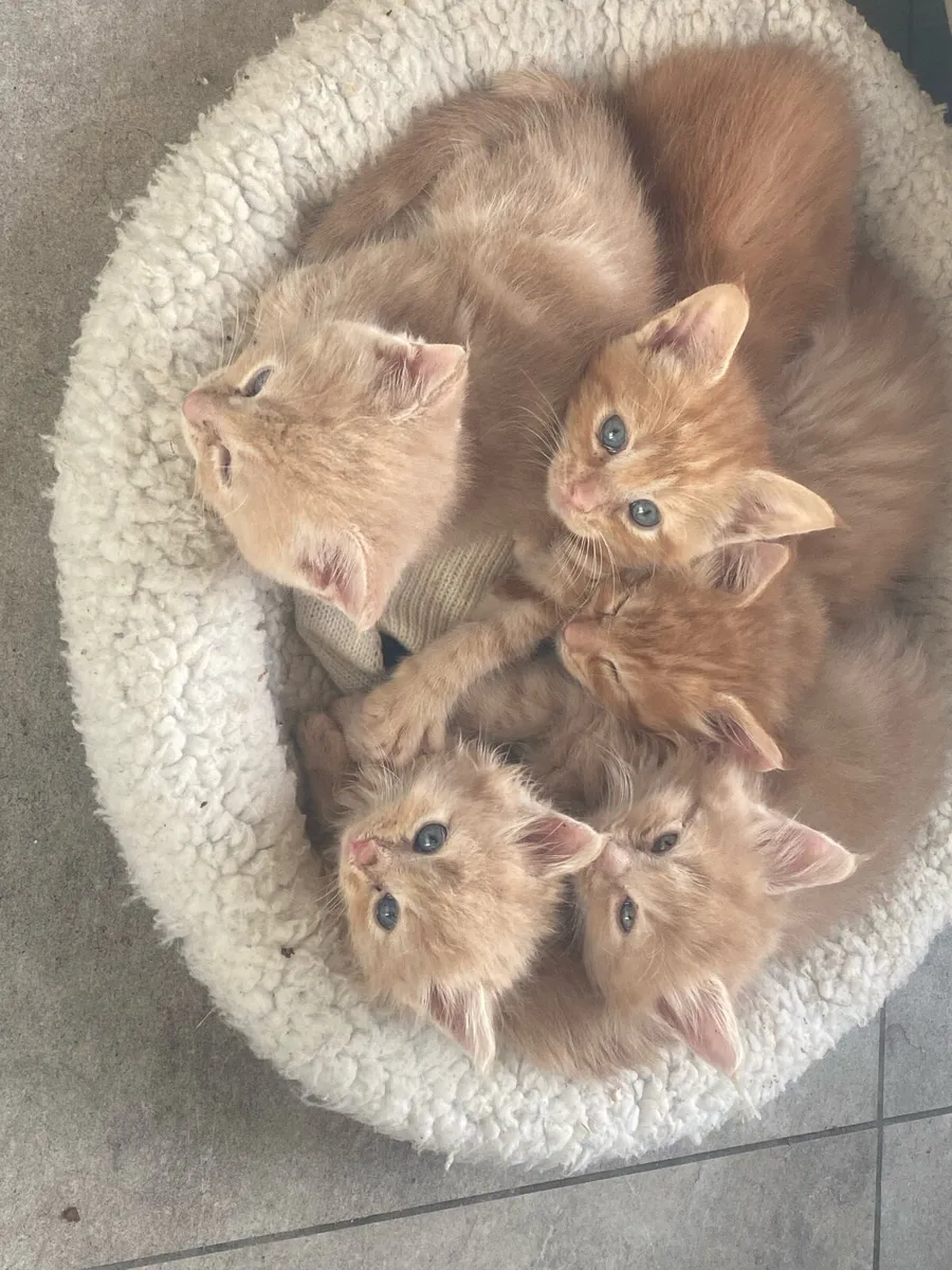 Maine coon kittens - Image 2