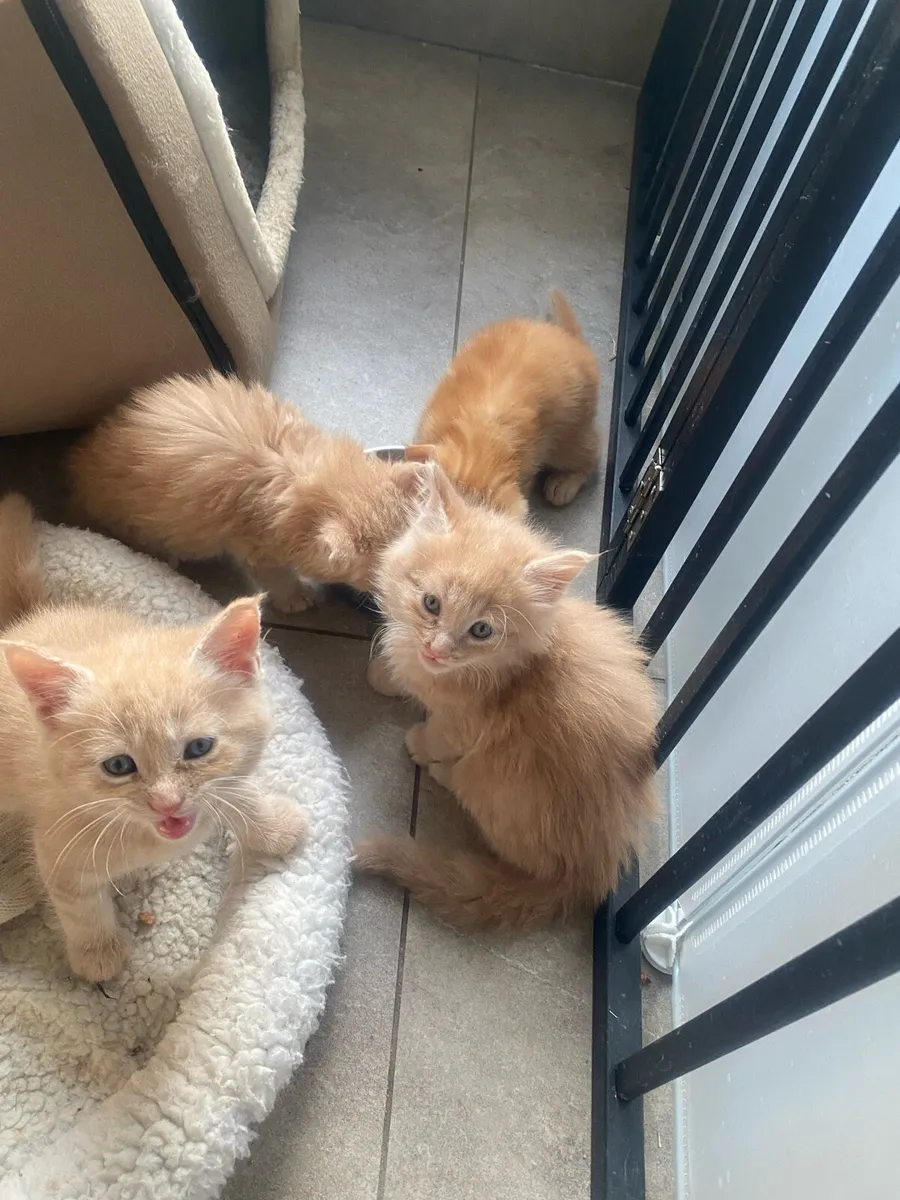 Maine coon kittens - Image 3