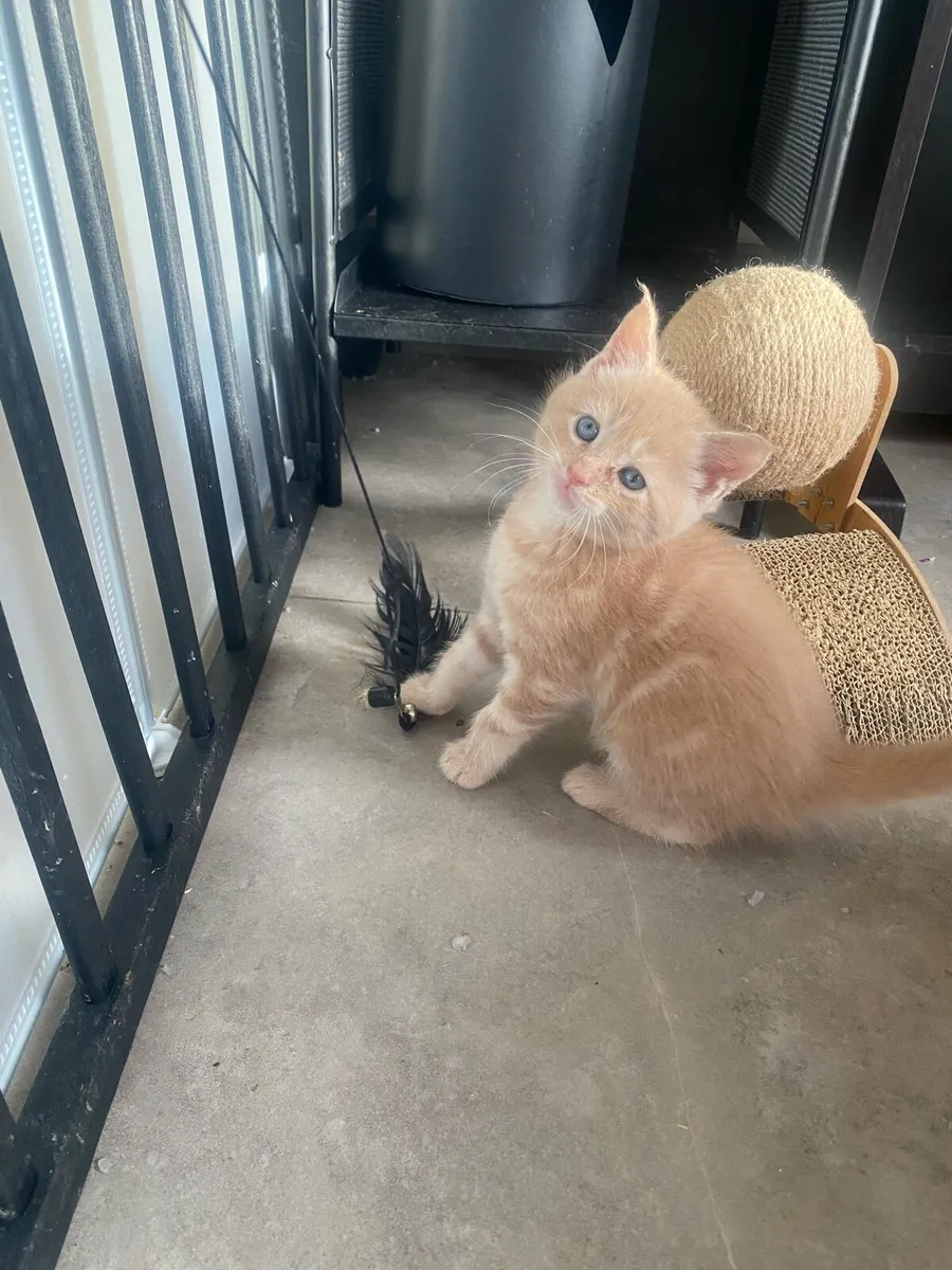 Maine coon kittens - Image 4