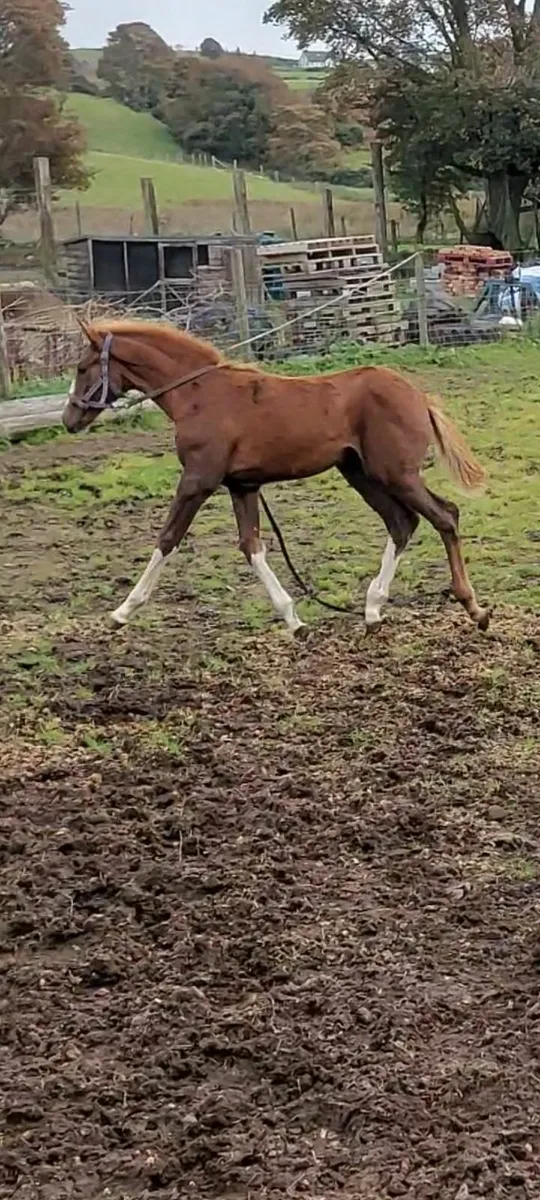 Super blood filly - Image 2