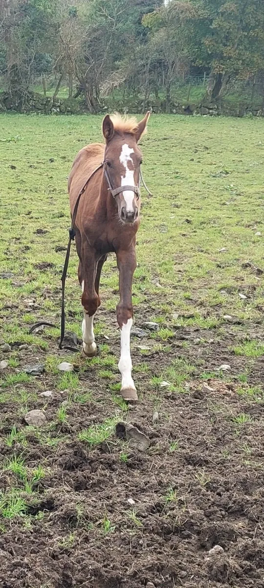 Super blood filly - Image 3