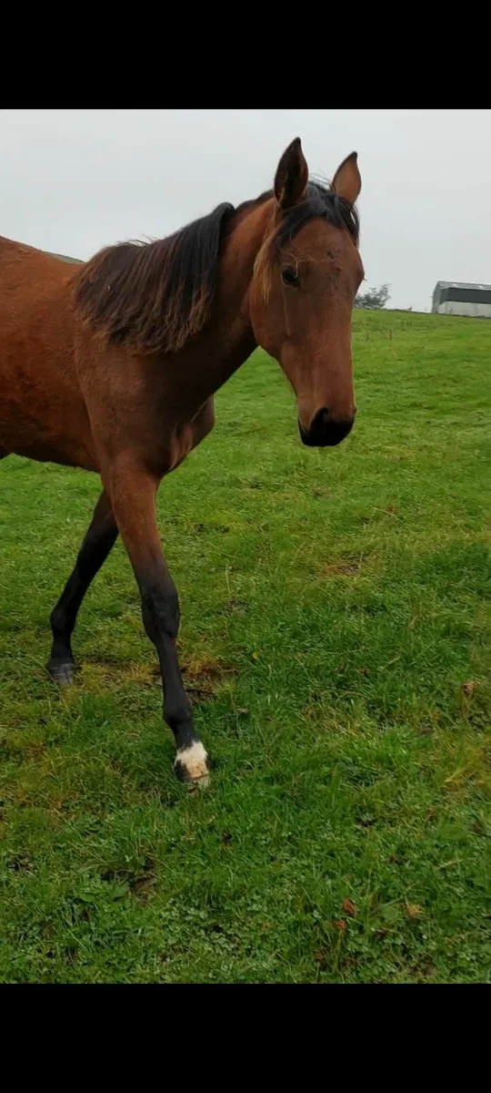 Rising 2yo filly - Image 1