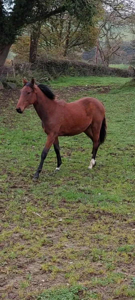 Rising 2yo filly - Image 2