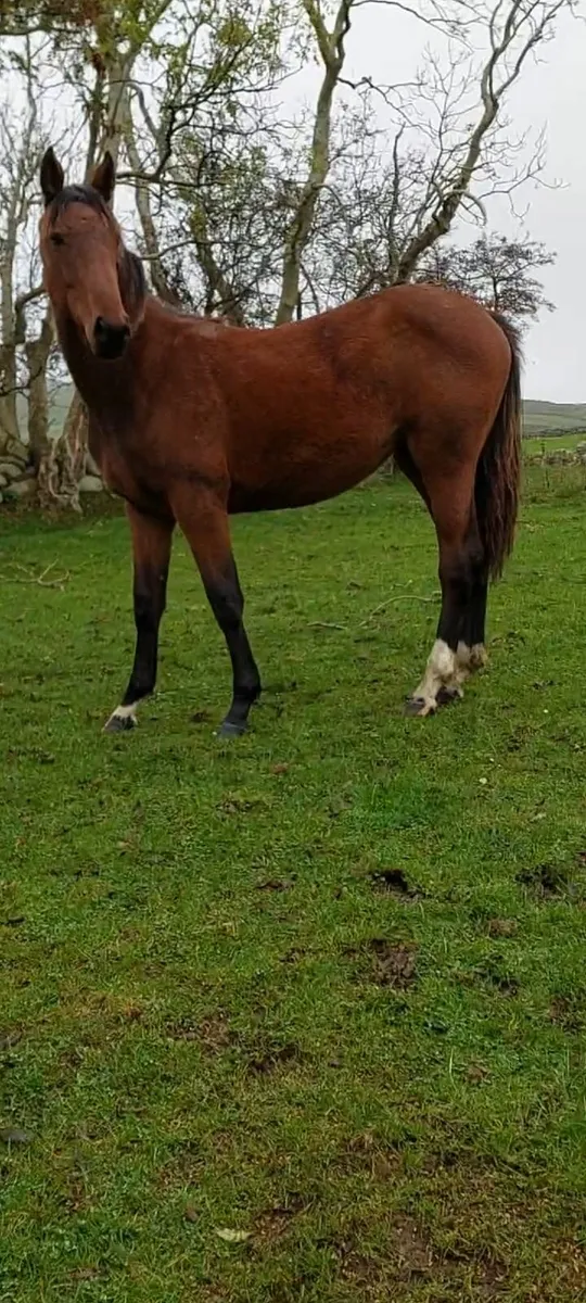 Rising 2yo filly - Image 3