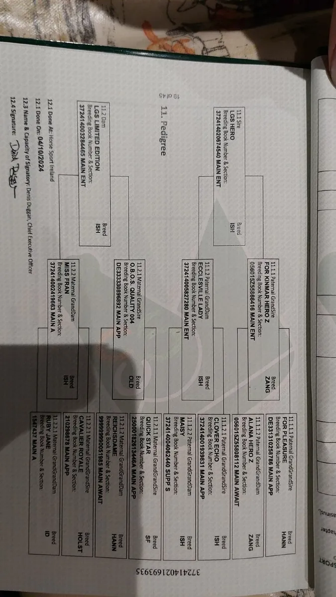 Rising 2yo filly - Image 4