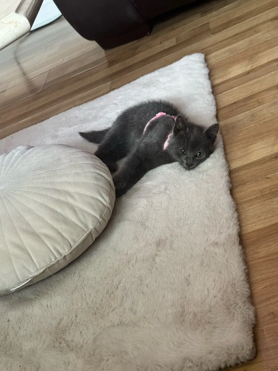 BEAUTIFUL RUSSIAN BLUE KITTEN - Image 2