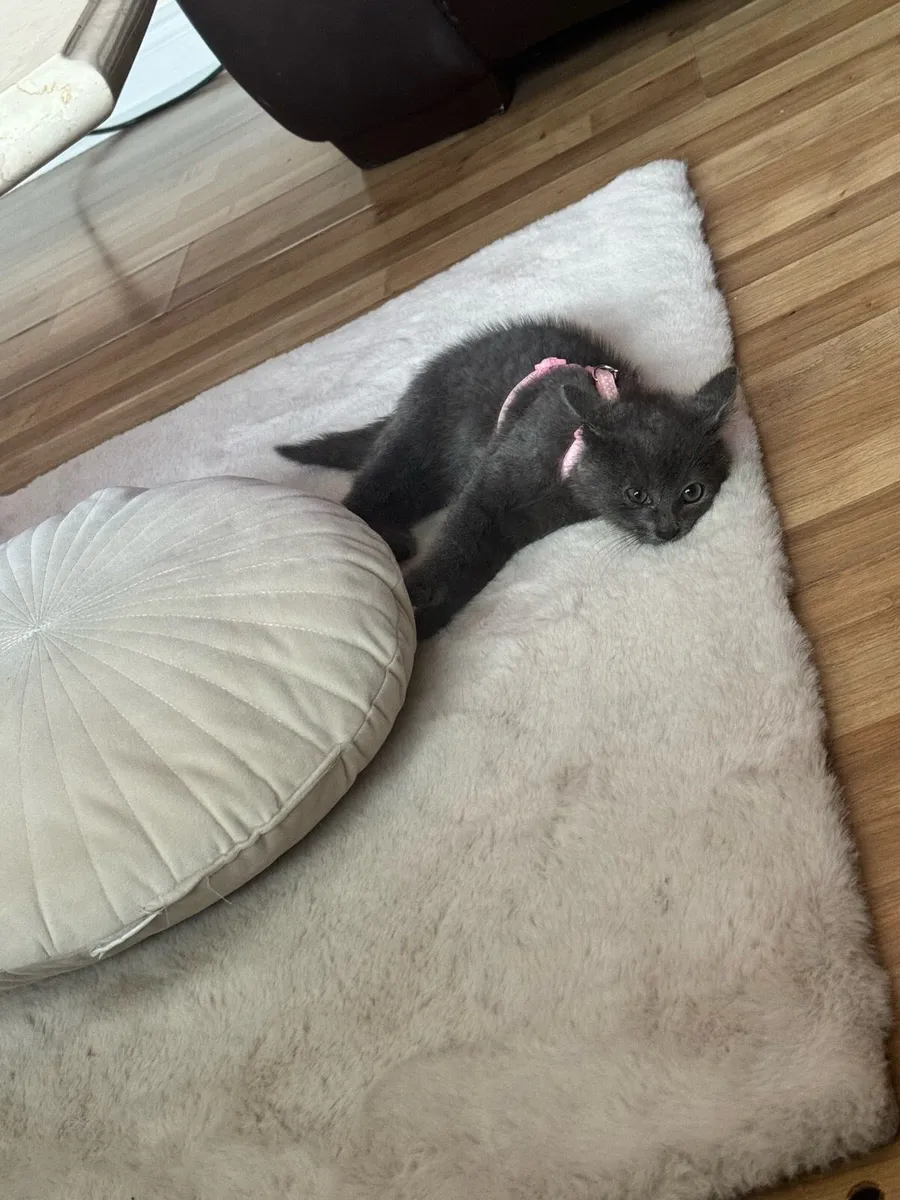 BEAUTIFUL RUSSIAN BLUE KITTEN - Image 1